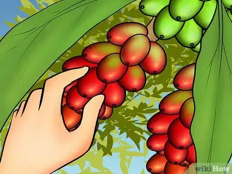 Image titled Harvest Coffee Beans Step 2