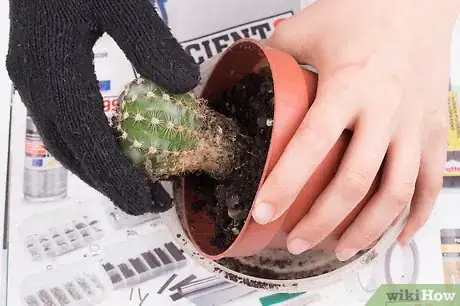 Image titled Pot a Spiny Cactus Without Getting Pricked Step 6