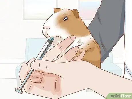Image titled Get Your Guinea Pig to Eat a Treat Out of Your Hand Step 13