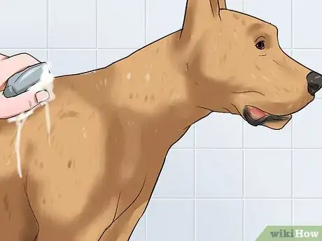 Image titled Bathe a Great Dane Step 13