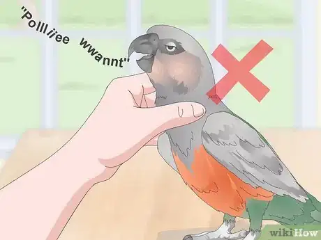 Image titled Teach a Red Bellied Parrot to Speak Step 14