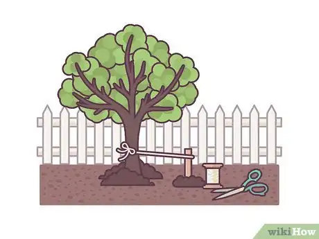 Image titled Stake an Apple Tree Step 9