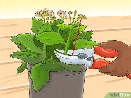 Image titled Prune Kalanchoe Step 2