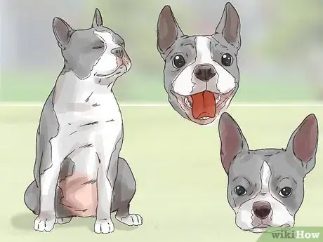 Image titled Photograph Dogs Step 4