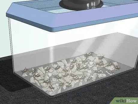 Image titled Care for a Chilean Rose Tarantula Step 3