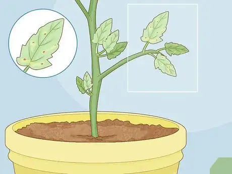 Image titled Identify Tomato Plant Diseases Step 2