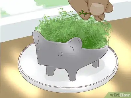Image titled Grow a Chia Pet Step 13
