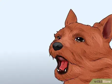 Image titled Identify a Norwich Terrier Step 11
