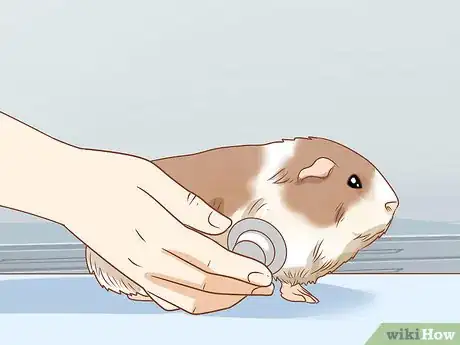 Image titled Get Your Guinea Pig to Eat a Treat Out of Your Hand Step 10