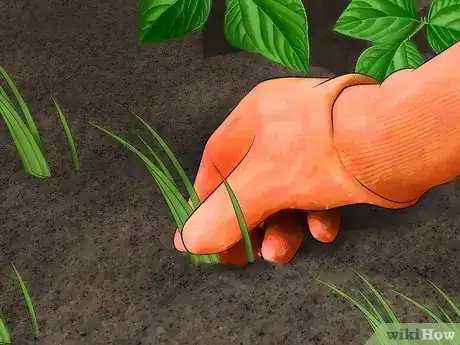 Image titled Create a Vegetable Garden Step 9