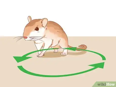 Image titled Treat Head Tilt in Gerbils Step 1