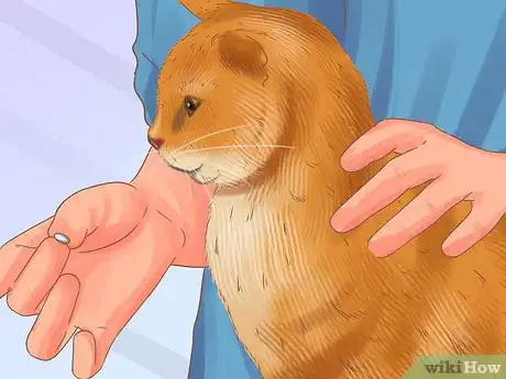 Image titled Choose a Heartworm Preventative for Your Cat Step 4