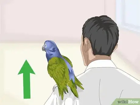 Image titled Teach a Pionus Parrot to Speak Step 2