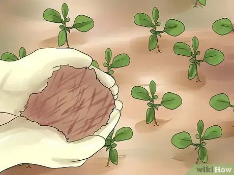 Image titled Grow Cleome Step 19