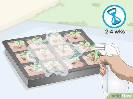 Image titled Plant Guanabana Seeds Step 11