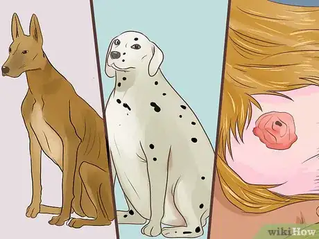 Image titled Diagnose Metabolic Disease in Older Dogs Step 1