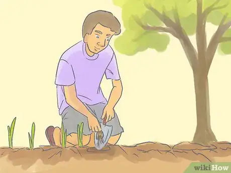 Image titled Transplant Daffodils Step 8