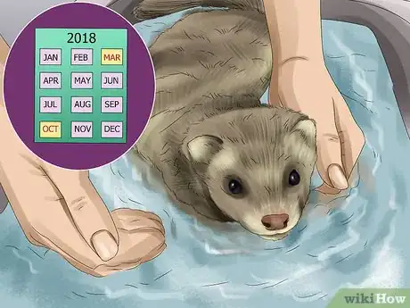 Image titled Care for a Ferret Step 16