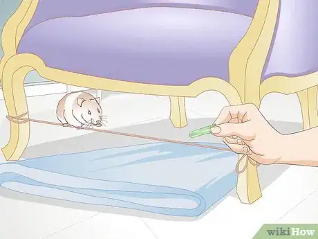 Image titled Train a Hamster or a Mouse to Walk on a Tightrope Step 7