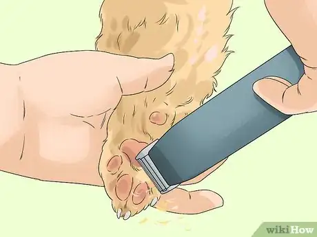 Image titled Groom a Silky Terrier Step 12