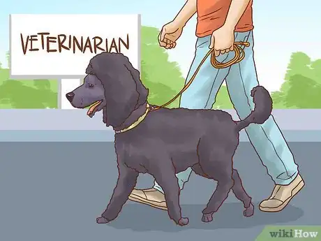 Image titled Adopt a Senior Dog Step 14