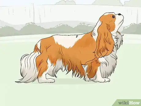 Image titled Identify a Cavalier King Charles Spaniel Step 1