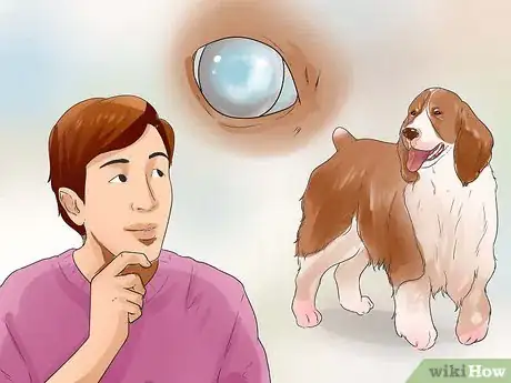 Image titled Care for English Springer Spaniels Step 17