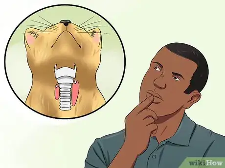 Image titled Diagnose High Thyroid Levels in a Cat Step 12