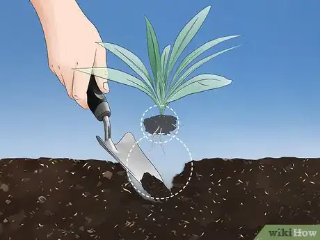 Image titled Grow Echium Step 11