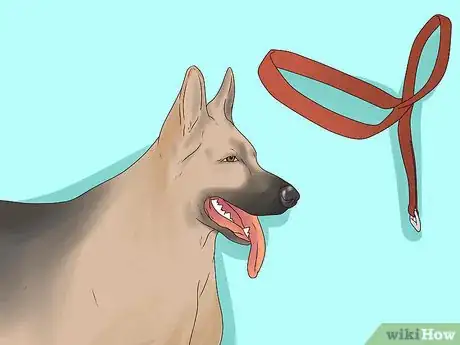 Image titled Use a Halter Collar on a Dog Step 1