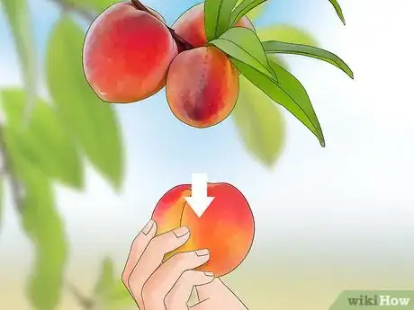 Image titled Pick Peaches Step 6