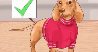 Give Your Dog a Make Over