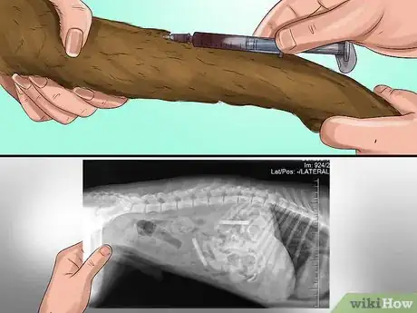 Image titled Treat Canine Incontinence Step 4