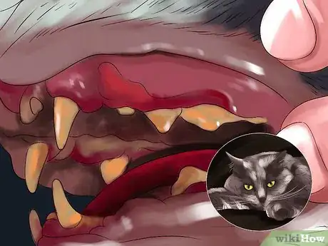 Image titled Detect and Treat Heart Murmurs in Cats Step 2