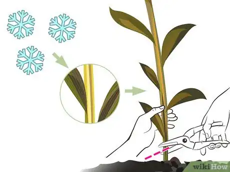 Image titled Prune Lilies Step 07