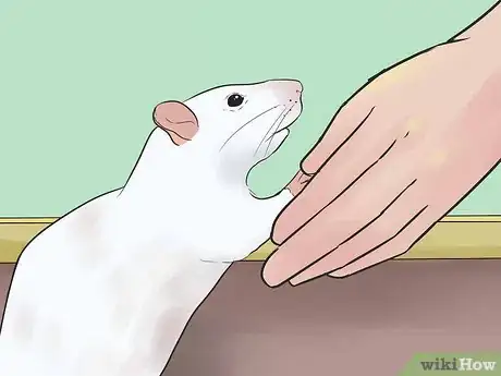 Image titled Train Your Rat to Do Tricks Step 10