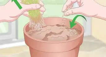 Make a Grass Pot for Cats
