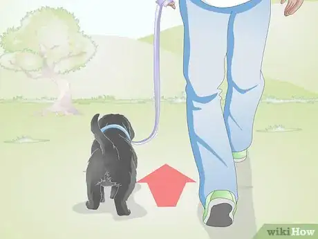Image titled Get a Puppy Used to a Leash Step 13