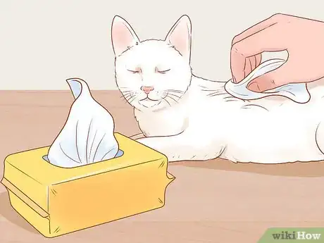 Image titled Make Daily Life Easier for a Mobility‐Impaired Cat Step 7