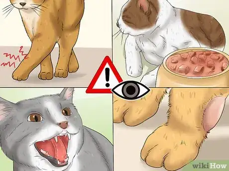 Image titled Treat a Limping Cat Step 4