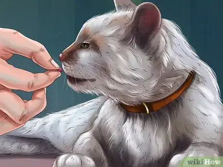 Image titled Train Your Cat with Positive Reinforcement Step 1