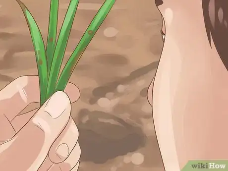 Image titled Grow Chives Step 16