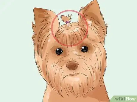 Image titled Groom a Silky Terrier Step 14