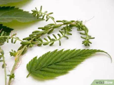 Image titled Arrange Foliage Step 3