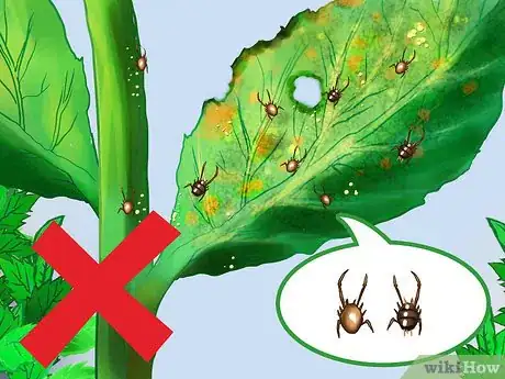 Image titled Buy Mint Plants Step 8