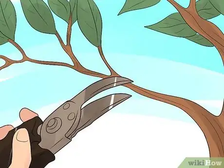 Image titled Grow a Bay Tree Step 6