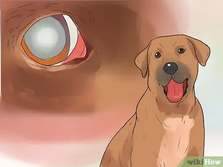 Image titled Tell if a Dog Is in Pain Step 5