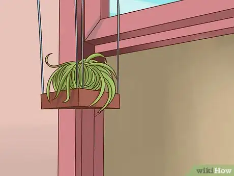 Image titled Care for Air Plants Step 5