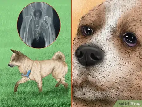 Image titled Walk Your Dog at Night Step 7