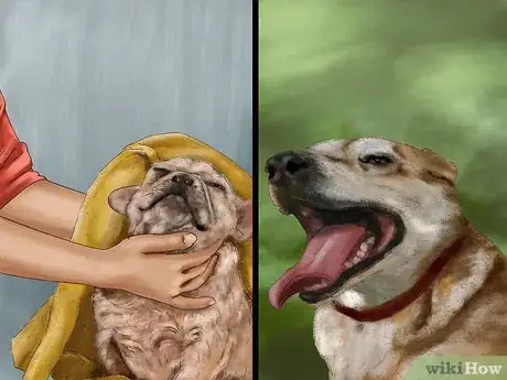 Image titled Keep Your Dog Safe in Extreme Weather Step 11